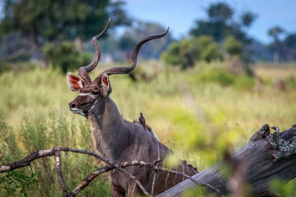 Un beau Kudu mâle regardant autour de lui . — Photo