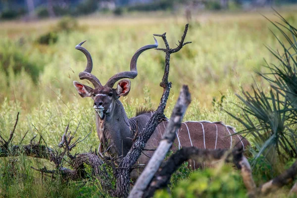 Un homme Kudu avec la caméra . — Photo