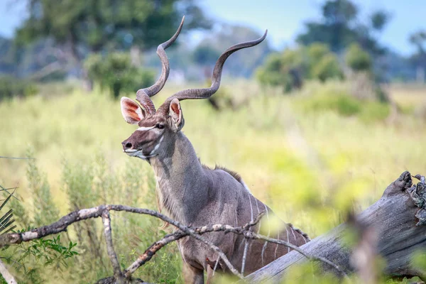 Um belo macho Kudu olhando ao redor . — Fotografia de Stock
