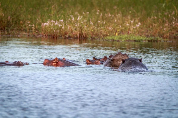 Flera flodhästar njuter av vattnet. — Stockfoto
