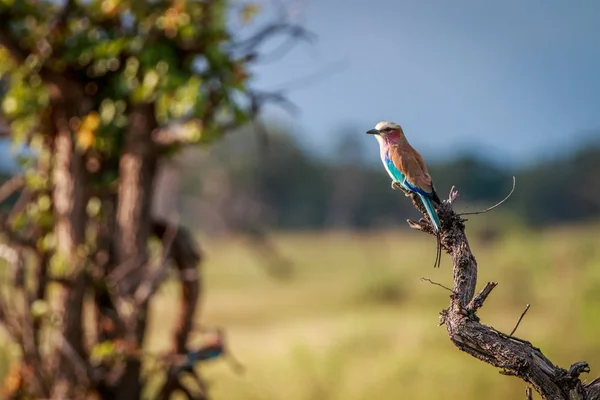 A Lilac-breasted roller on a branch. — Stock Photo, Image