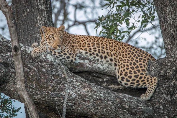 Eine Leopardin entspannt sich in einem Baum. — Stockfoto