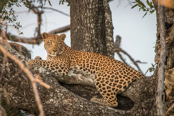 A female Leopard relaxing in a tree. — Stock Photo, Image