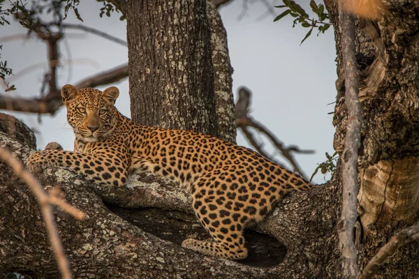 A female Leopard relaxing in a tree. — Stock Photo, Image