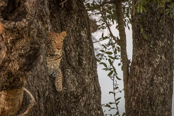 Une léopard femelle avec un arbre . — Photo