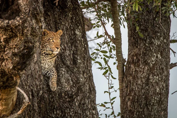 Una mujer leopardo protagonizada por un árbol . —  Fotos de Stock