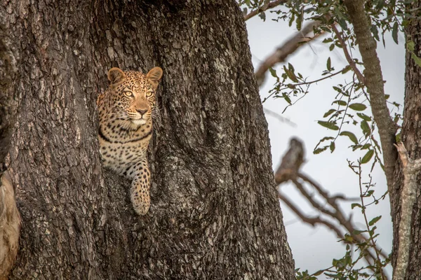 A főszereplő egy fáról női leopárd. — Stock Fotó
