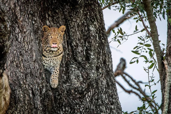 Une femme léopard avec la caméra . — Photo