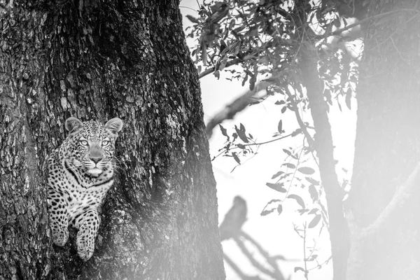 Un leopardo femmina con protagonista la macchina fotografica . — Foto Stock