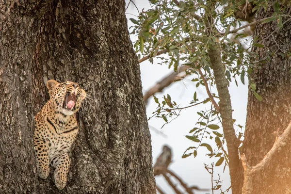 Ein Leopardenweibchen gähnt auf einem Baum. — Stockfoto