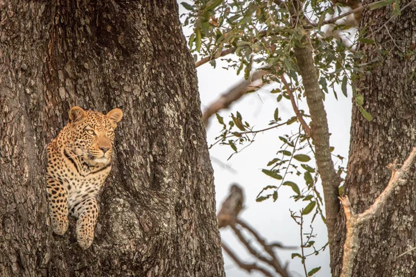 Una mujer leopardo protagonizada por la cámara . —  Fotos de Stock