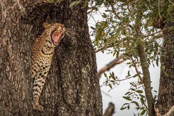 Ein Leopardenweibchen gähnt auf einem Baum. — Stockfoto