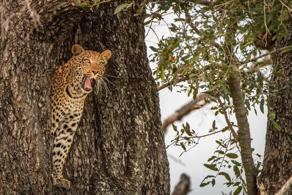 Un leopardo hembra bostezando en un árbol . — Foto de Stock