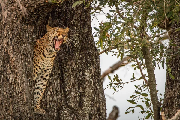 Ein Leopardenweibchen gähnt auf einem Baum. — Stockfoto