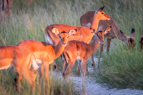 Een kudde Impalas op de weg. — Stockfoto