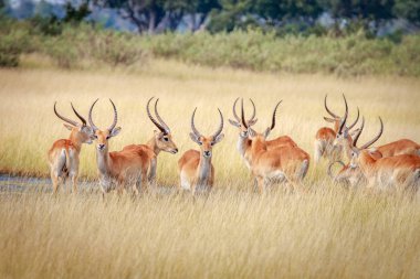 Etrafa Lechwes sürüsü.