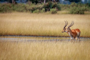 İki Lechwes bir su birikintisinin sonraki ayakta.