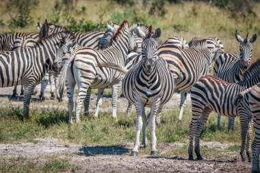 Birkaç zebralar otların arasında bağ.