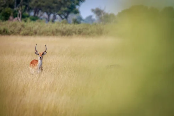 잔디에 Lechwe 서. — 스톡 사진