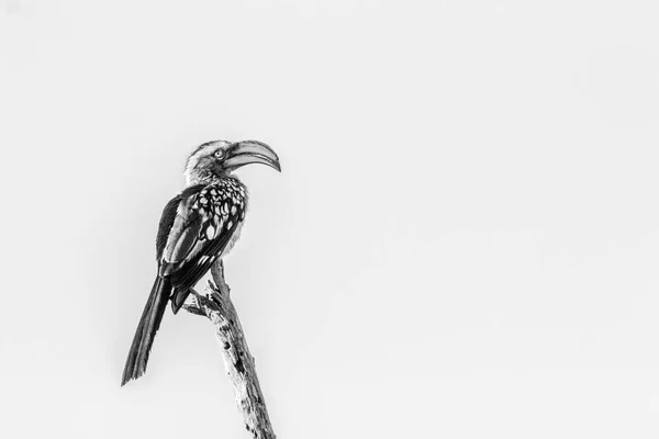 Südlicher Gelbschnabelhornvogel auf einem Ast. — Stockfoto