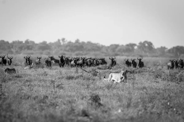 Lion and Blue Wildebeest in the iarba . — Fotografie, imagine de stoc