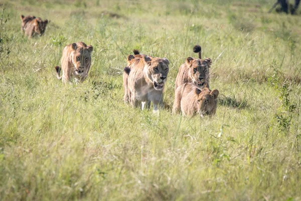 Stolthet av Lions promenader i gräset. — Stockfoto