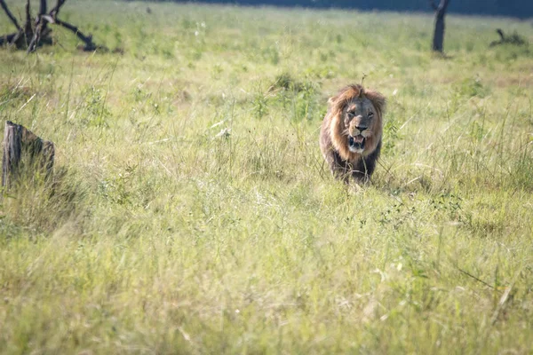 Leão macho caminhando na grama . — Fotografia de Stock