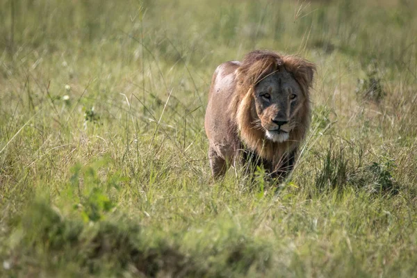 Mannetjes leeuw wandelen in het gras. — Stockfoto