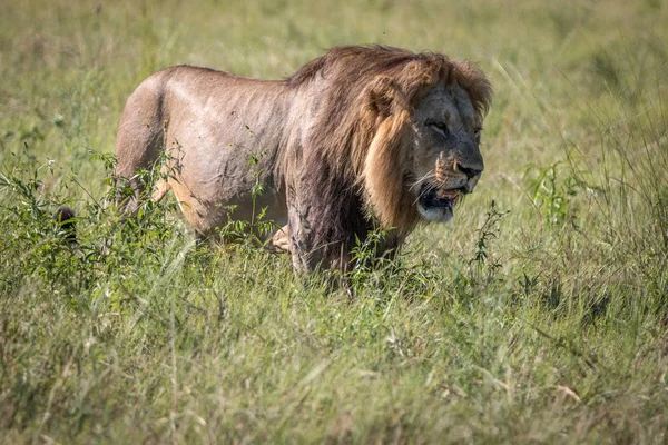 Löwenmännchen läuft im Gras. — Stockfoto