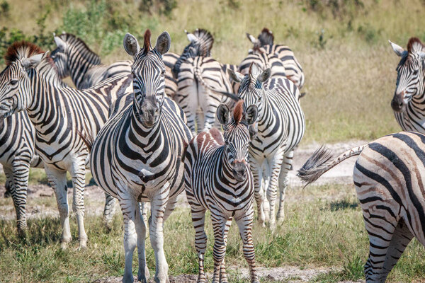 Several Zebras bonding in the grass in the Chobe National Park, Botswana.