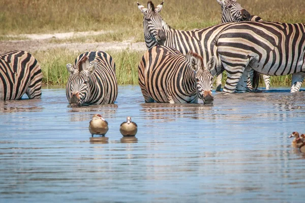 A Chobe iszik több zebrák. — Stock Fotó