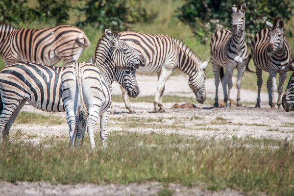 A herd of Zebra standing in the grass in the Chobe National Park, South Africa.