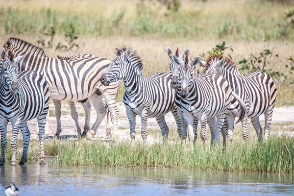 Diverse Zebre in piedi vicino all'acqua . — Foto Stock