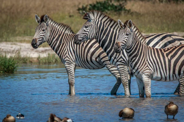 Diverse Zebra's permanent in het water. — Stockfoto