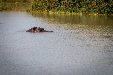 Soğuk su zevk bir su aygırı.