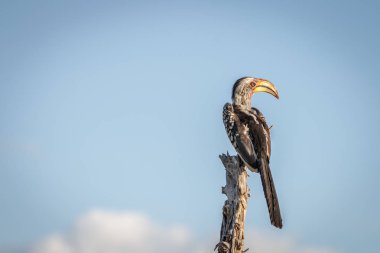 Dinlenme Güney bir Sarı gagalı Kartallar.