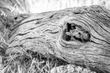 Bir cüce Firavun faresi ağacını gizleme.