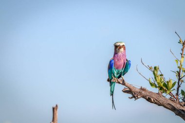 Bir leylak göğüslü rulo bir dalda dinlenme.