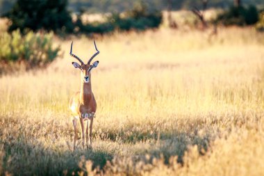 Kameraya oynadığı bir Impala.