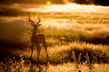 Silhouette of an Impala standing in the grass. clipart