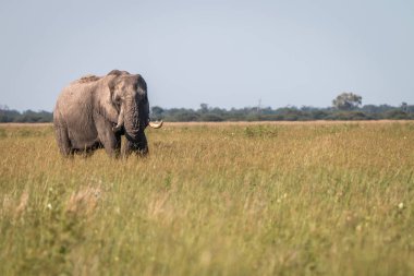Otların arasında yürüyen bir fil.