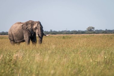 Otların arasında yürüyen bir fil.