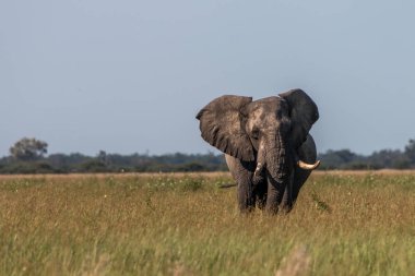 Kameranın doğru yürüyen bir fil.