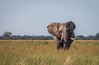 Kameranın doğru yürüyen bir fil.