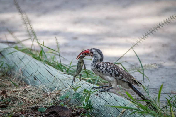 죽이는과 hornbill 레드 청구. — 스톡 사진