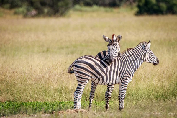 Две зебры сцепляются в траве . — стоковое фото