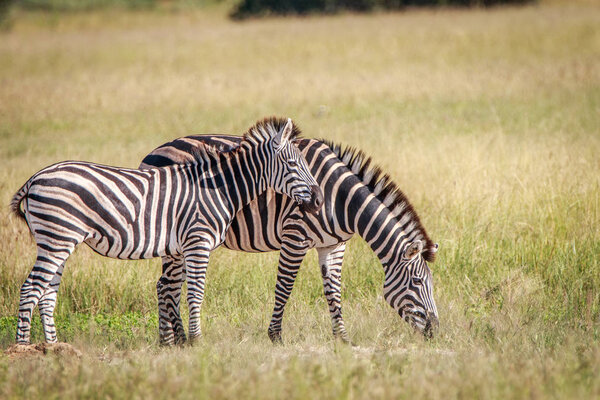 Two Zebras bonding in the Chobe National Park, Botswana.