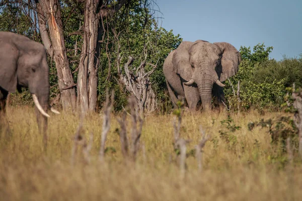 Otların arasında yürüyen bir fil. — Stok fotoğraf