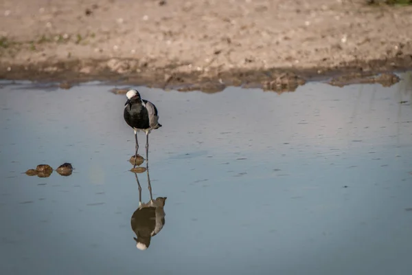 Een smid Kievit staande in het water. — Stockfoto