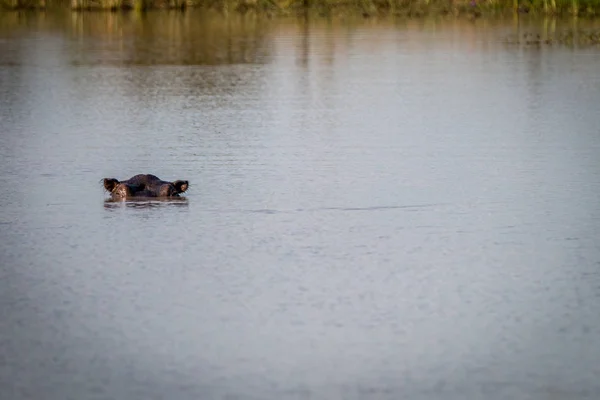 En flodhäst som njuter av det kalla vattnet. — Stockfoto